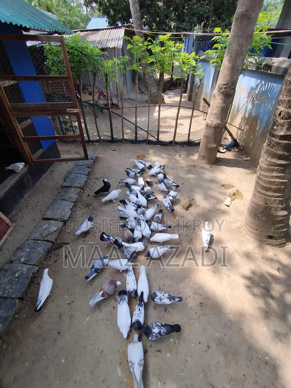 High-Flying Pigeons