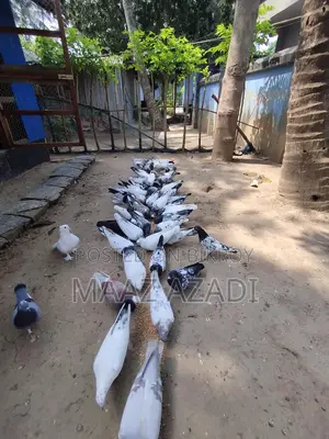 High-Flying Pigeons