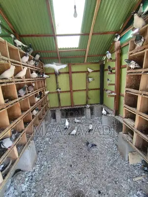 High-Flying Pigeons