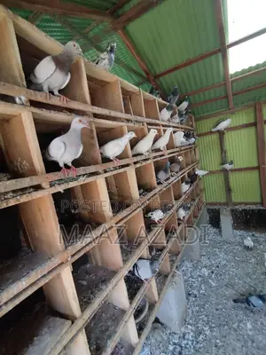 High-Flying Pigeons