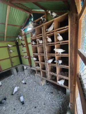 High-Flying Pigeons