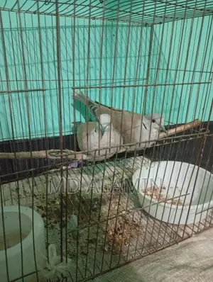 Dove Bird