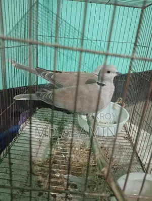 Dove Bird