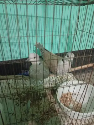 Dove Bird