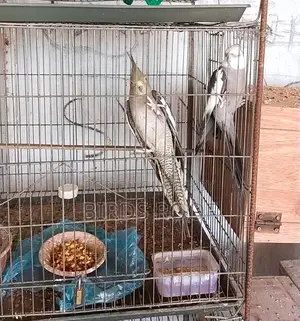 Running Cockatiel