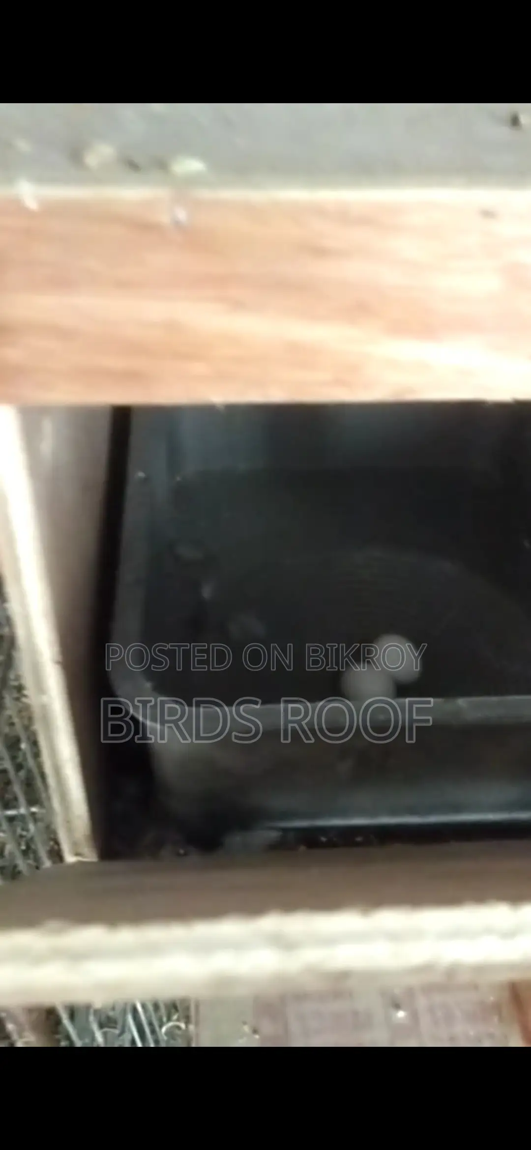 Running Cockatiel