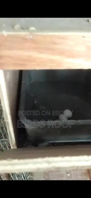 Running Cockatiel