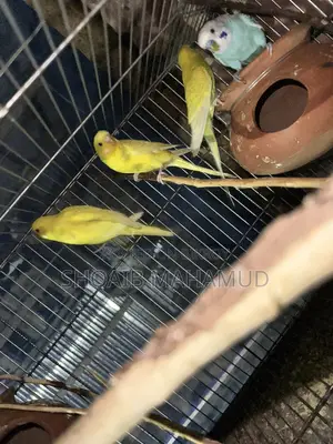 বাজিগর পাখি