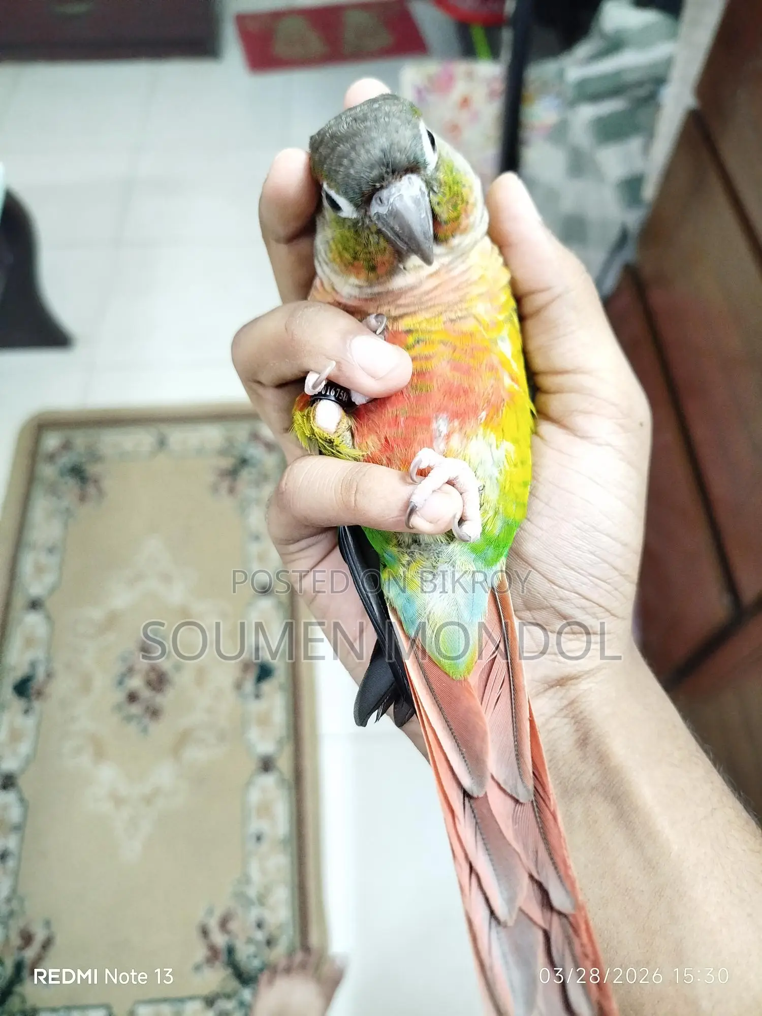 সুপার টেমড ইয়েলো সাইডেড কনুর