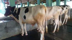 ১২০২নং ৩টি বকনা গরু ভালো জাতের।