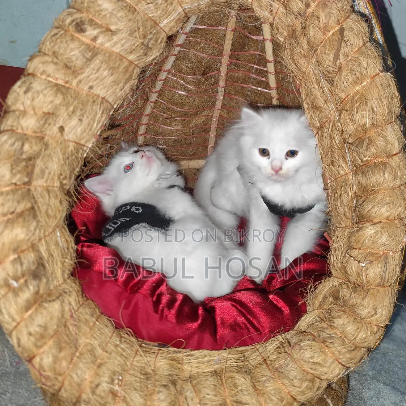 Persian Kittens (White) - Available This Month