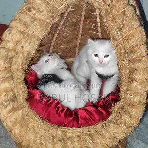 Persian Kittens (White) - Available This Month