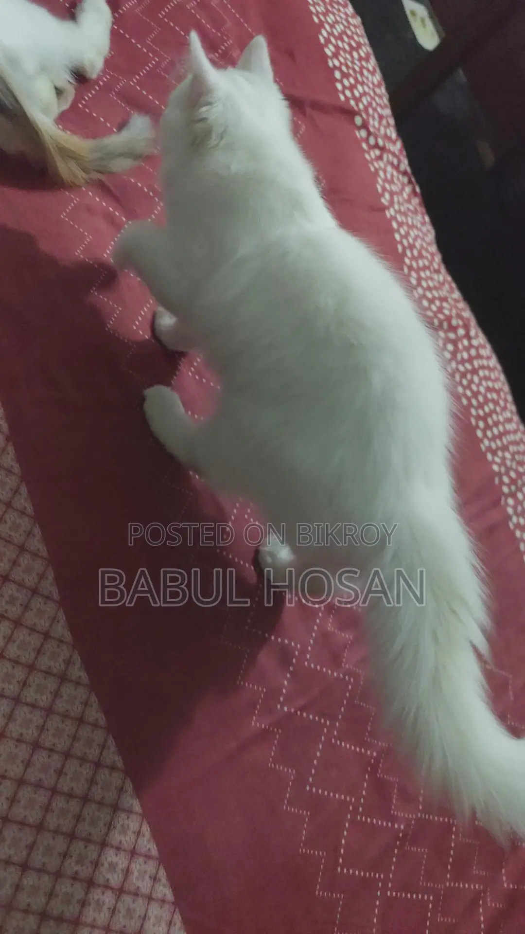 Persian Kittens (White) - Available This Month