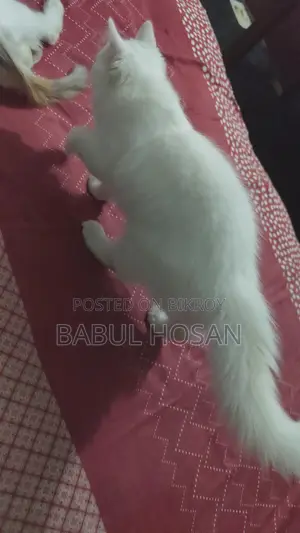 Persian Kittens (White) - Available This Month
