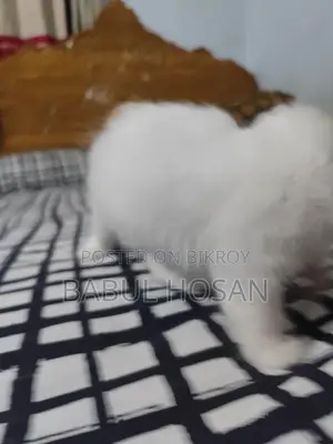 Persian Kittens (White) - Available This Month