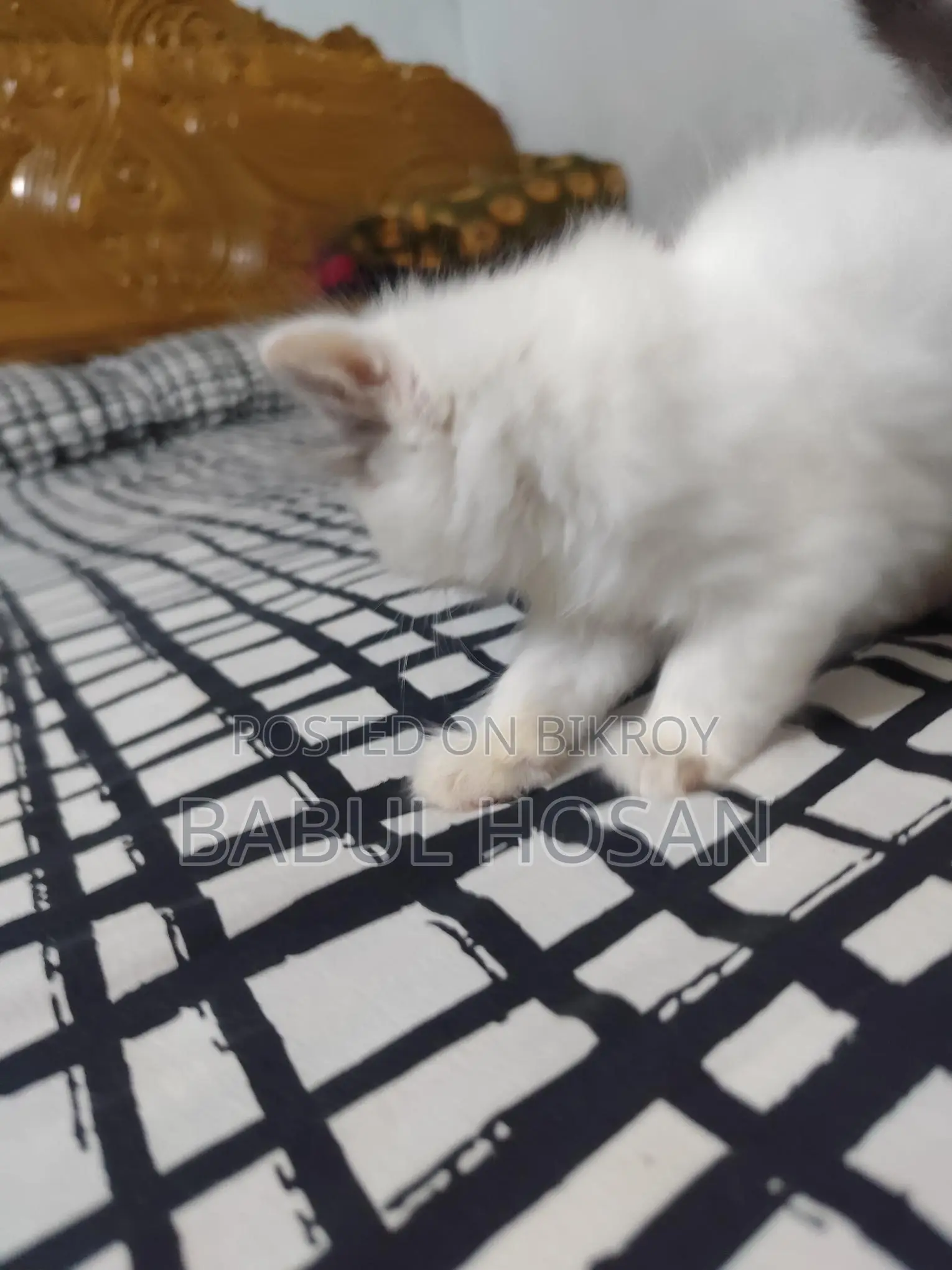 Persian Kittens (White) - Available This Month