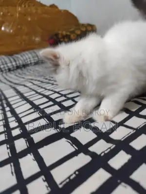 Persian Kittens (White) - Available This Month