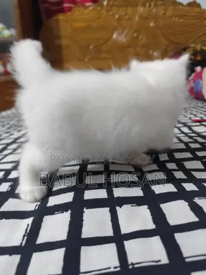 Persian Kittens (White) - Available This Month
