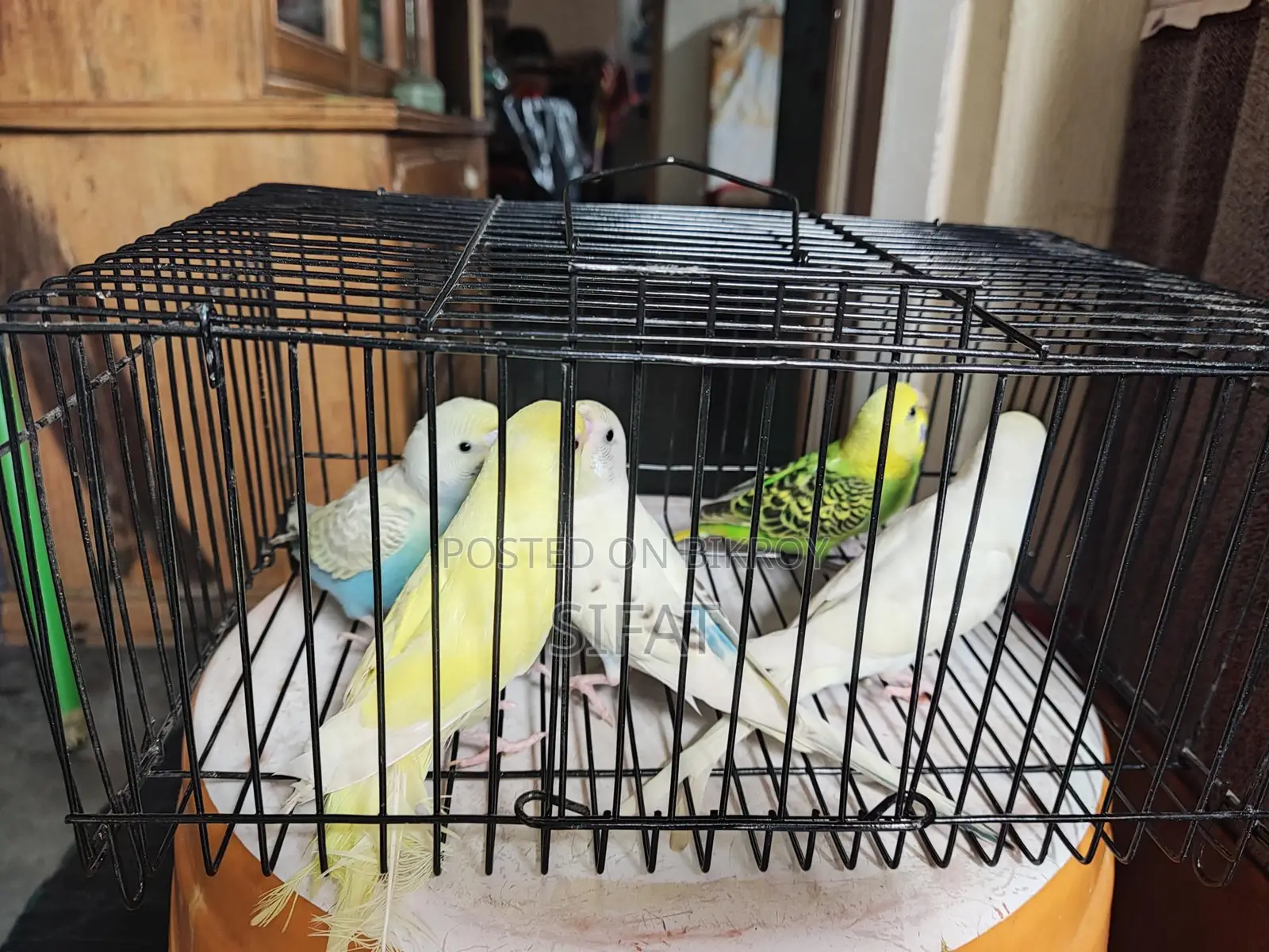 Budgerigar Birds