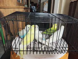 Budgerigar Birds