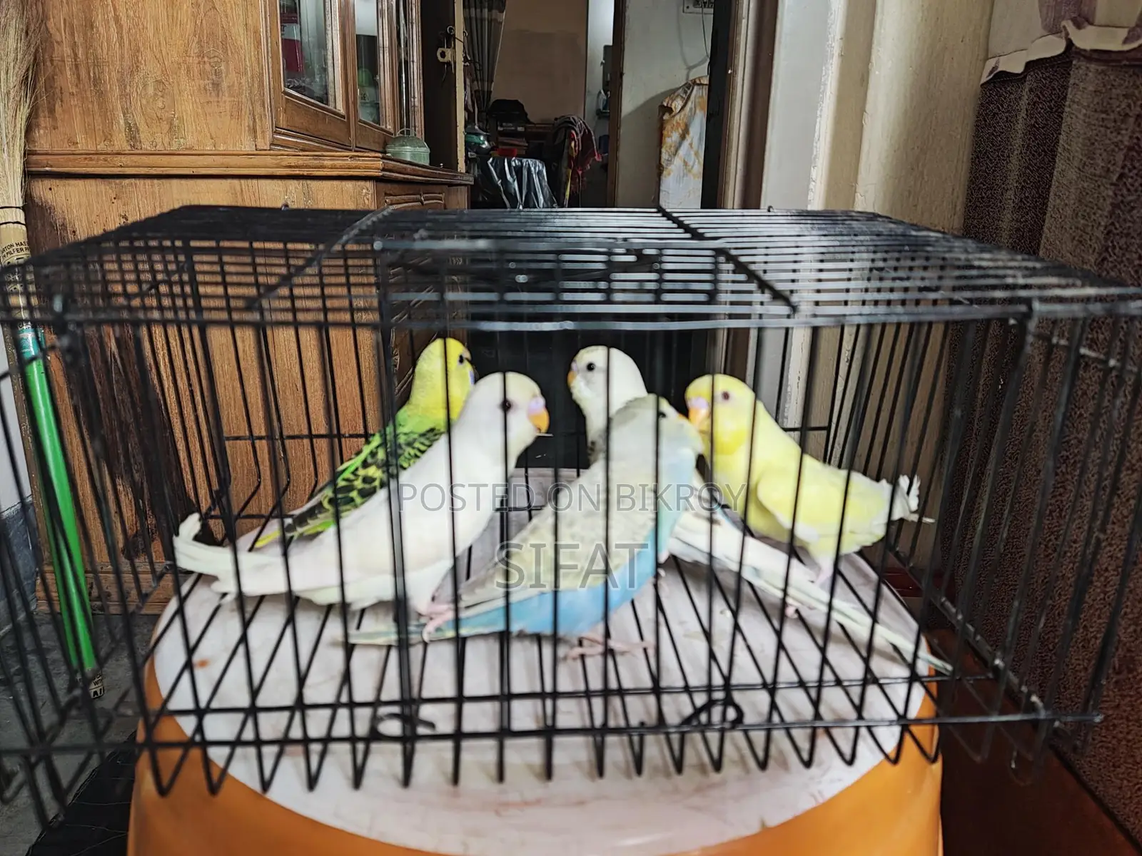 Budgerigar Birds