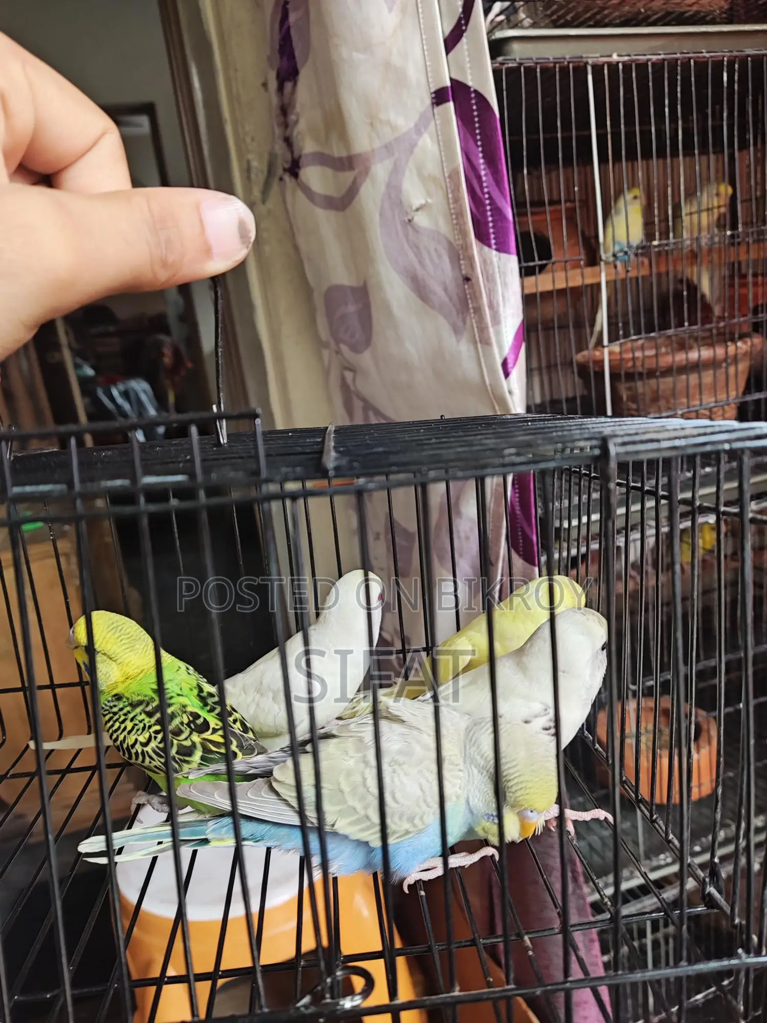 Budgerigar Birds