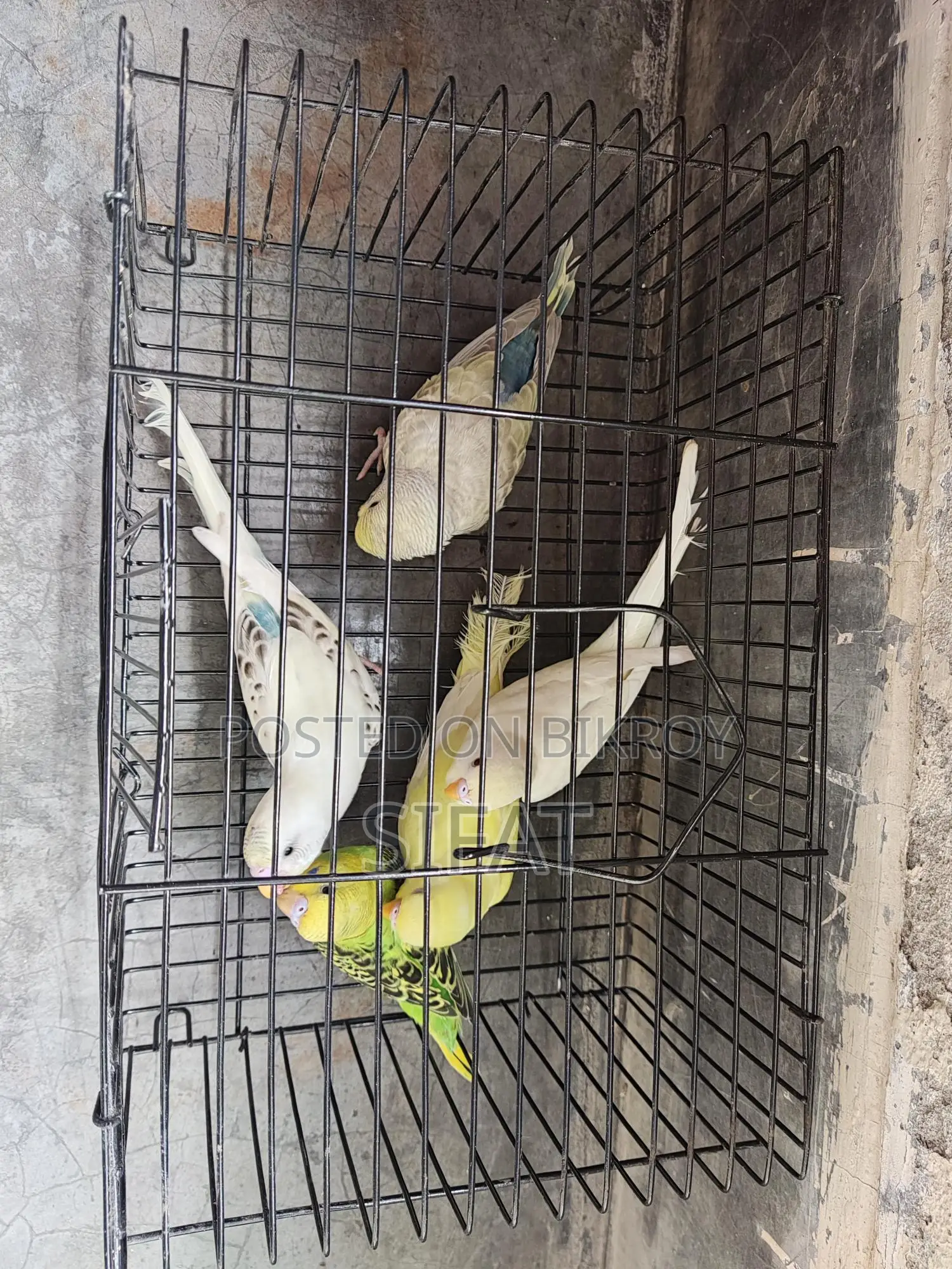 Budgerigar Birds