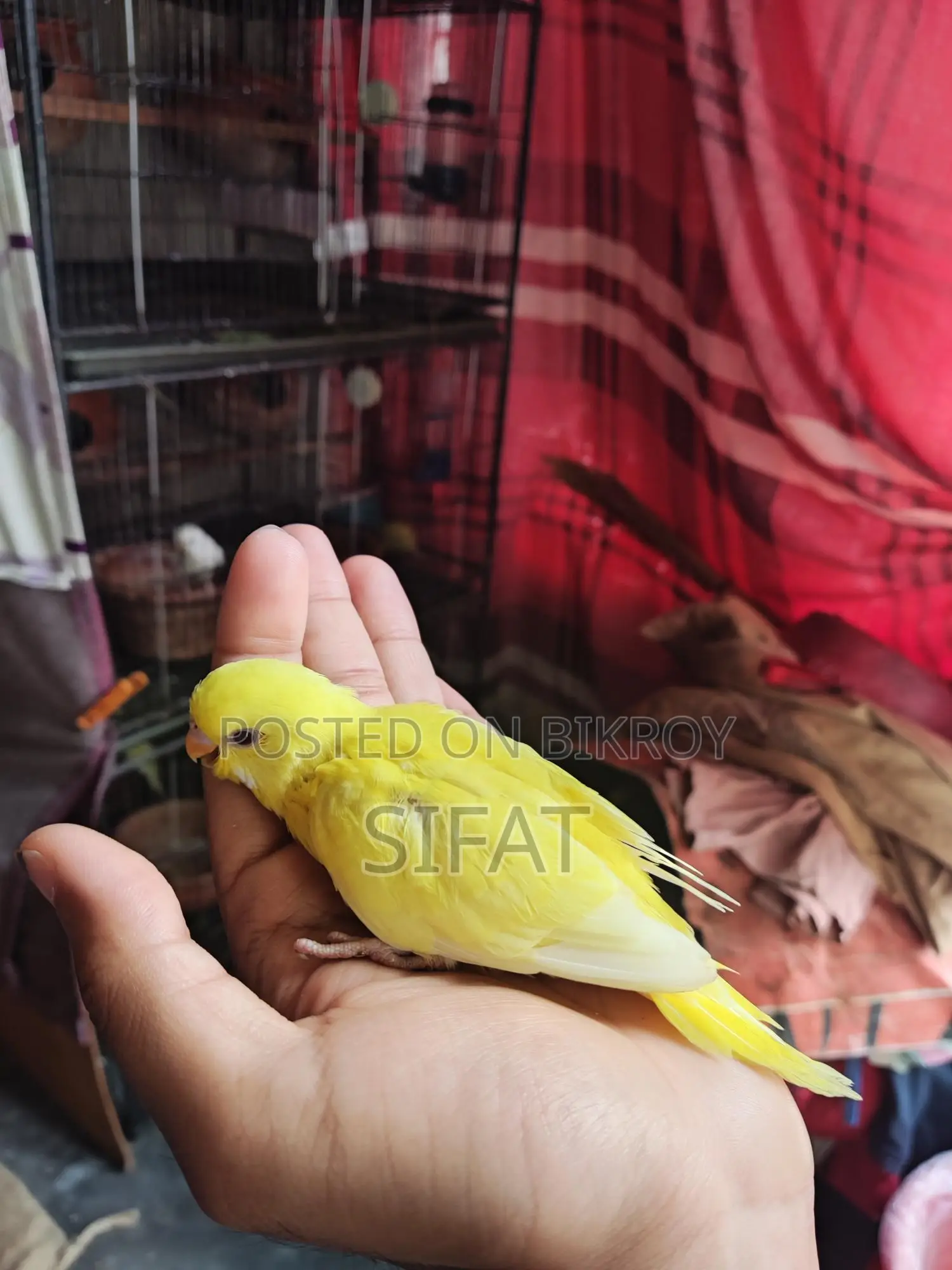 Budgerigar Birds