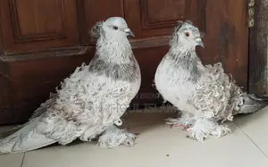 ওপাল ফ্রিলব্যাক রানিং পেয়ার।