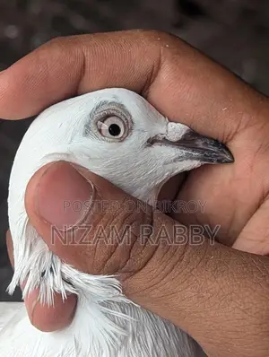 কালদম নর