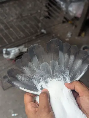 Kaldom Male Pigeon