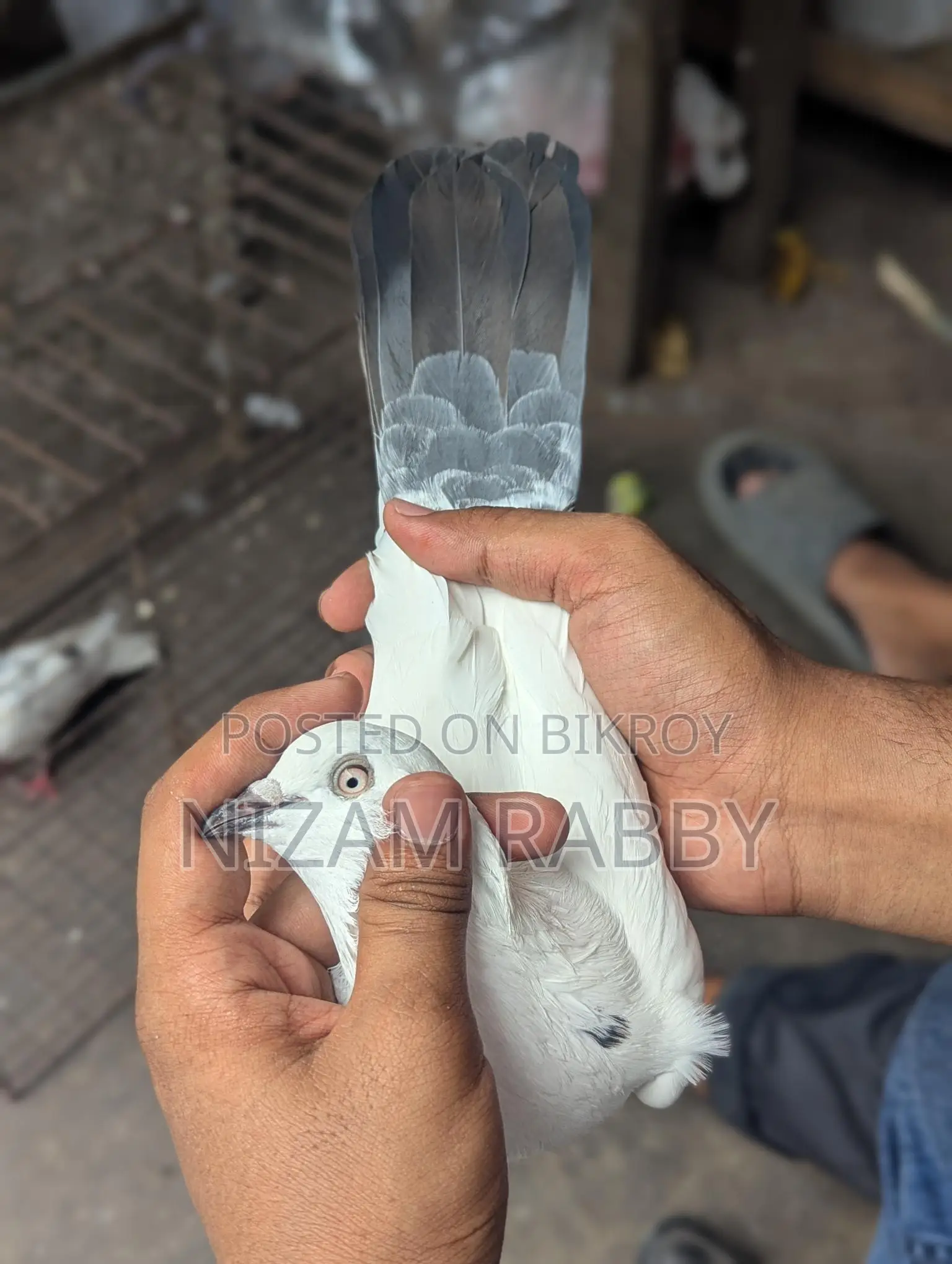 কালদম নর