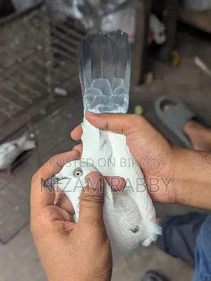 কালদম নর