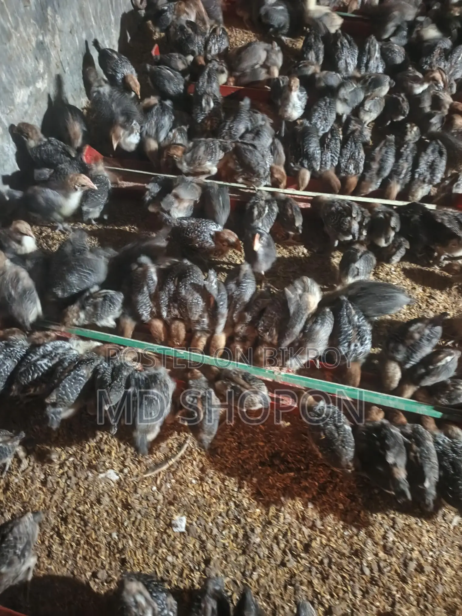 মিশরী ফাউমী মুরগির বাচ্চা সেল