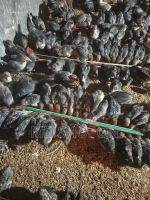 মিশরী ফাউমী মুরগির বাচ্চা সেল