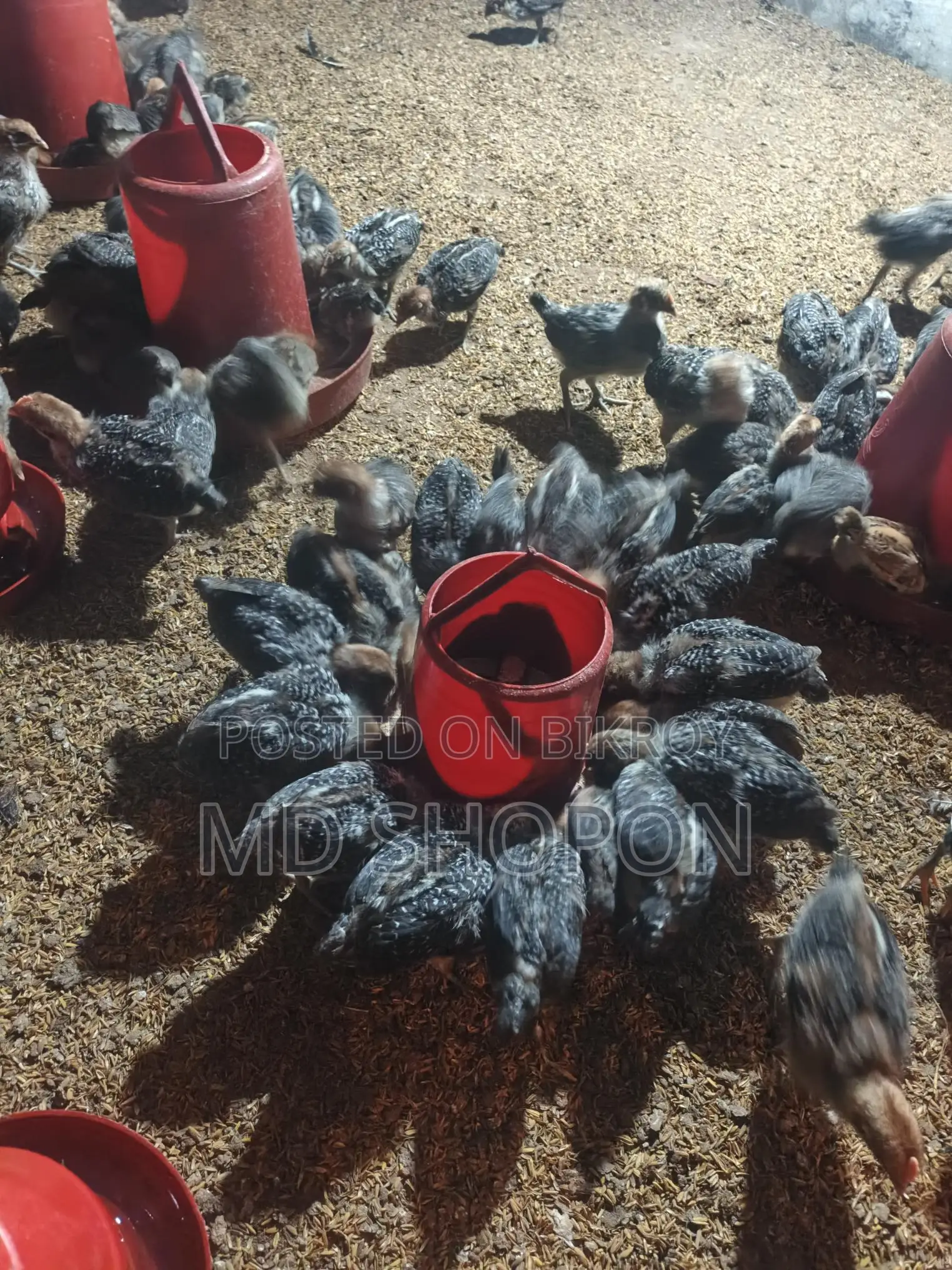 মিশরী ফাউমী মুরগির বাচ্চা সেল