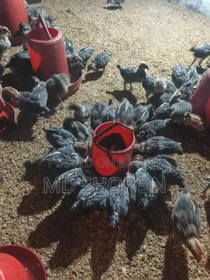 মিশরী ফাউমী মুরগির বাচ্চা সেল