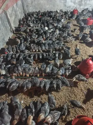 মিশরী ফাউমী মুরগির বাচ্চা সেল