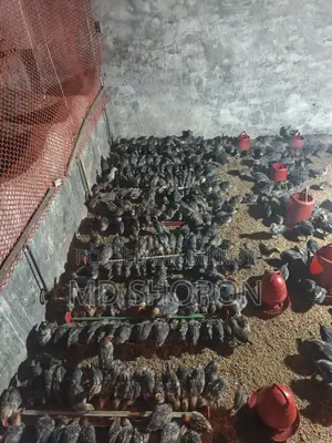মিশরী ফাউমী মুরগির বাচ্চা সেল