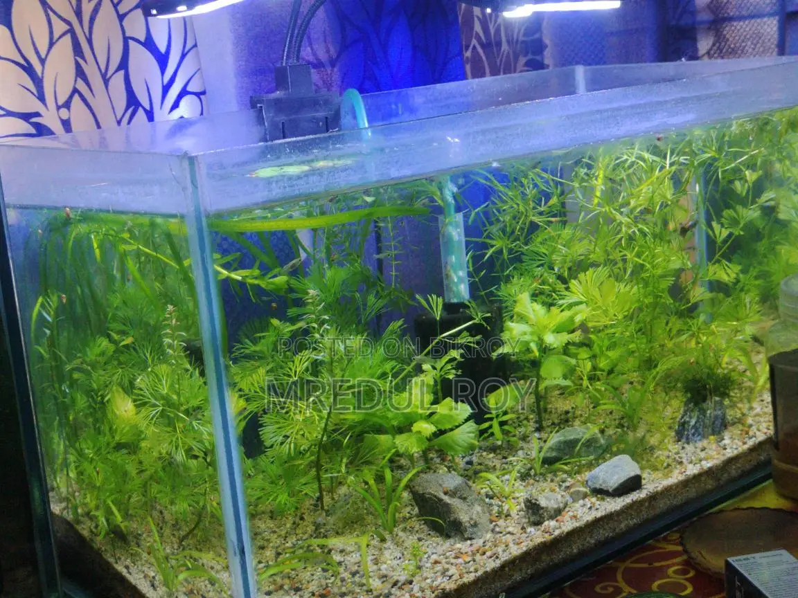 Planted Aquarium