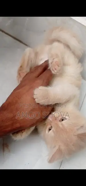 Persian baby cat