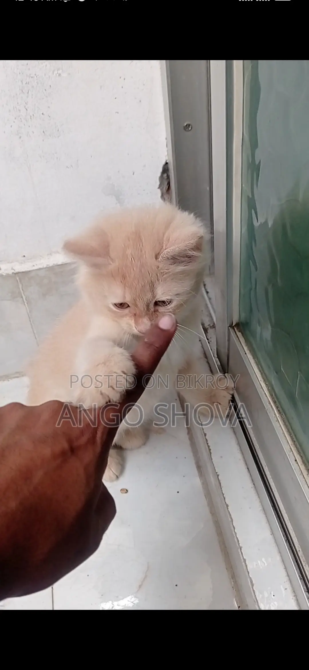 Persian baby cat