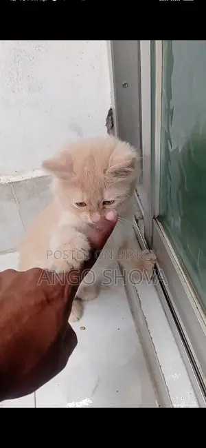 Persian baby cat