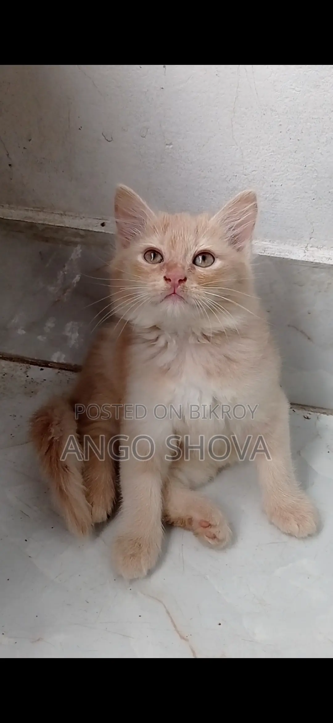 Persian baby cat