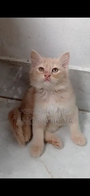 Persian baby cat