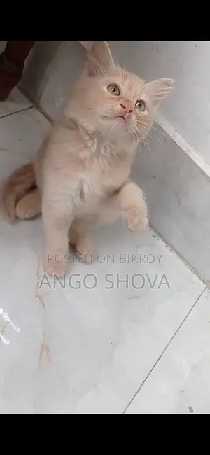 Persian baby cat