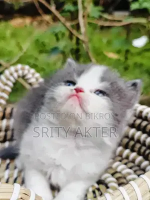 Persian Cat