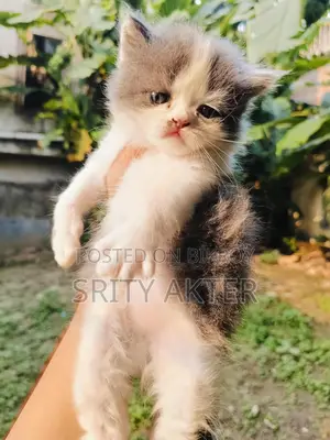 Persian Cat
