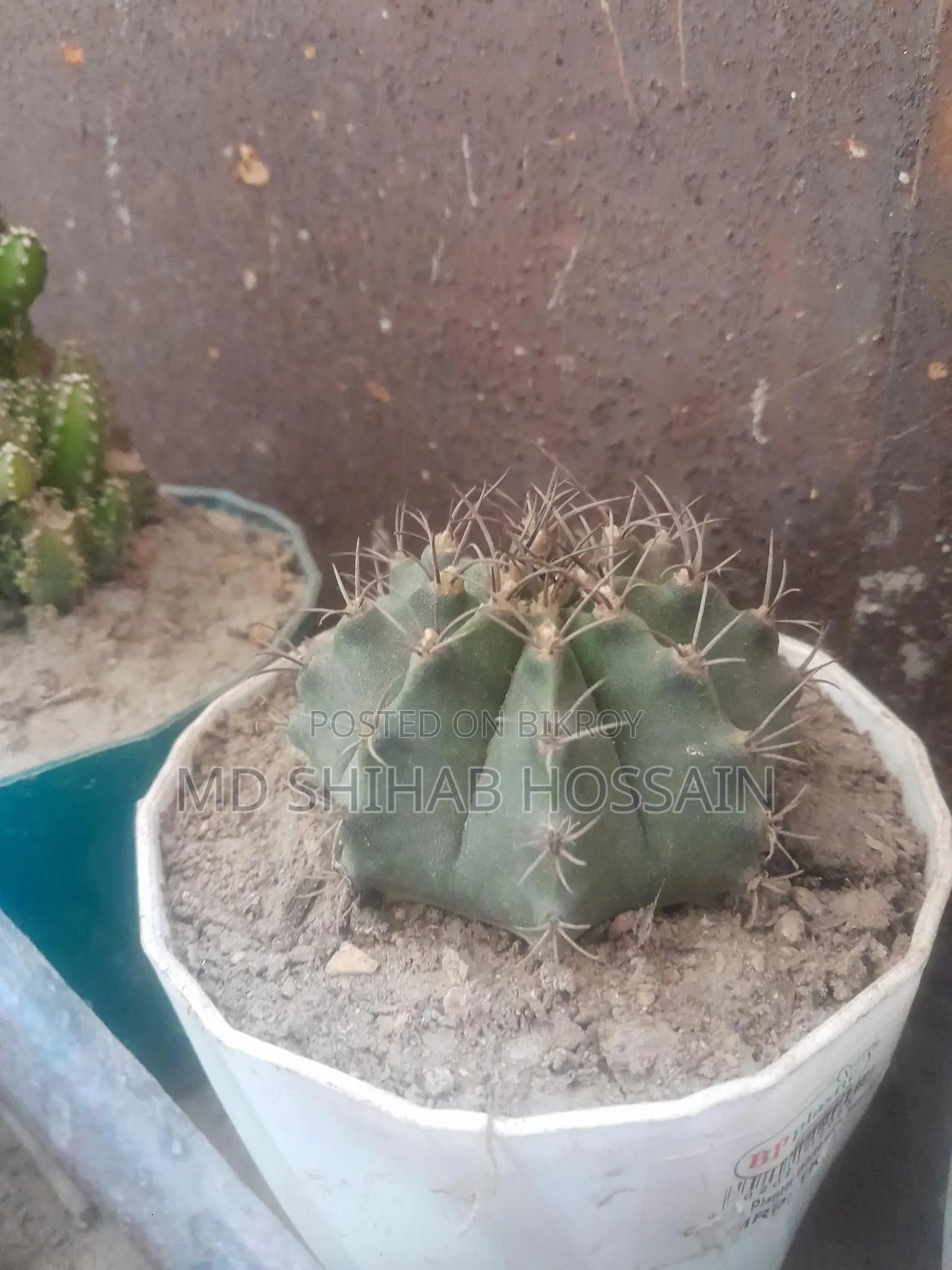 Cactus Plant
