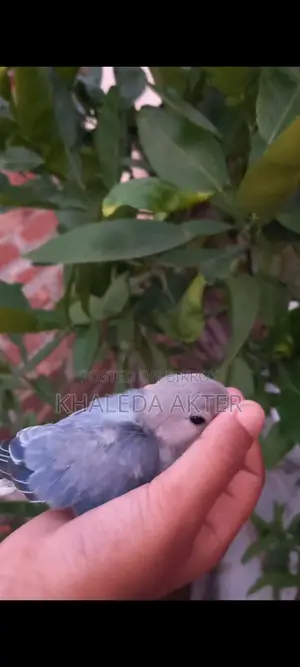 Lovebird for sale